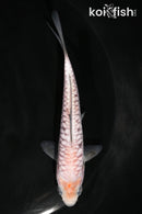 4.5" DOITSU SORAGOI