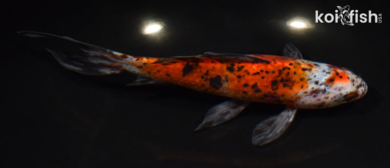 7.5" SHUBUNKIN GOLDFISH