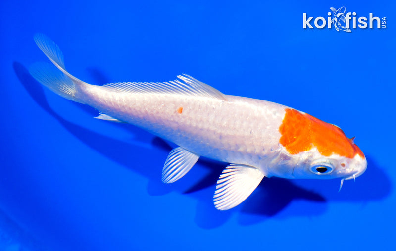 5" HARIWAKE