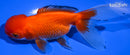 5" ORANDA GOLDFISH