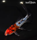 7.25" SHUBUNKIN GOLDFISH