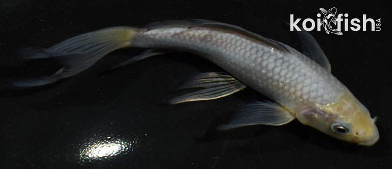 5.5" SORAGOI BUTTERFLY