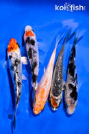 PACK OF (5) 4-5" GINRIN STANDARD KOI
