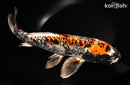 14.5" ARAGOKE BENI KIKOKURYU