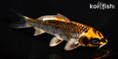 5.75" BENI GINGA