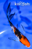 4.5" SANKE BUTTERFLY