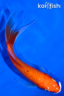 5" GINRIN KOHAKU BUTTERFLY