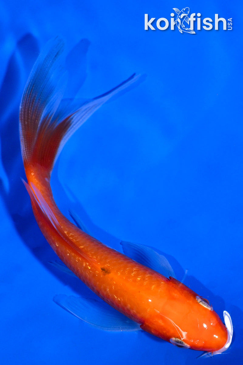 5" GINRIN KOHAKU BUTTERFLY