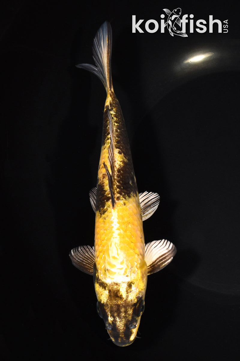 7.75" KIN KI UTSURI