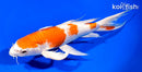 9.5" HARIWAKE BUTTERFLY