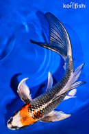 8" BENI GINGA BUTTERFLY