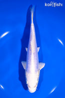 7.25" DOITSU PLATINUM OGON