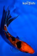 4.75" GINRIN SANKE BUTTERFLY