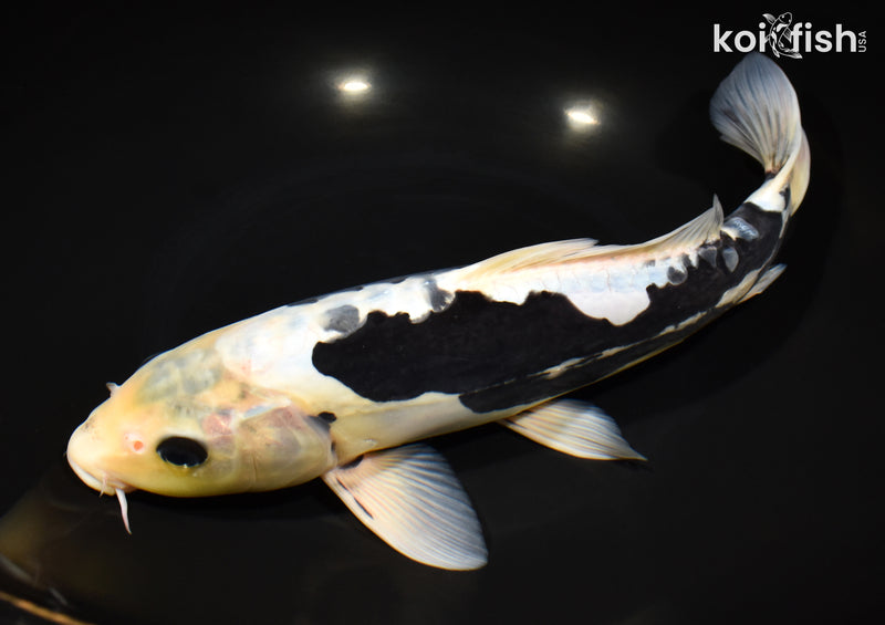 12" KUMONRYU