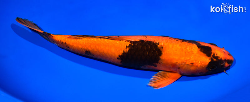 12" HI UTSURI