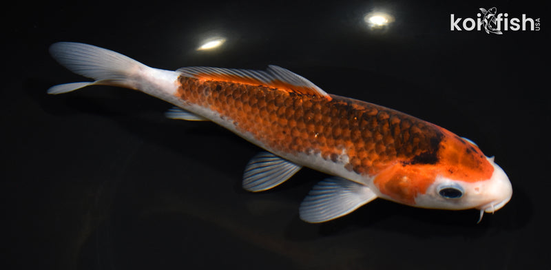 7.75" GOROMO