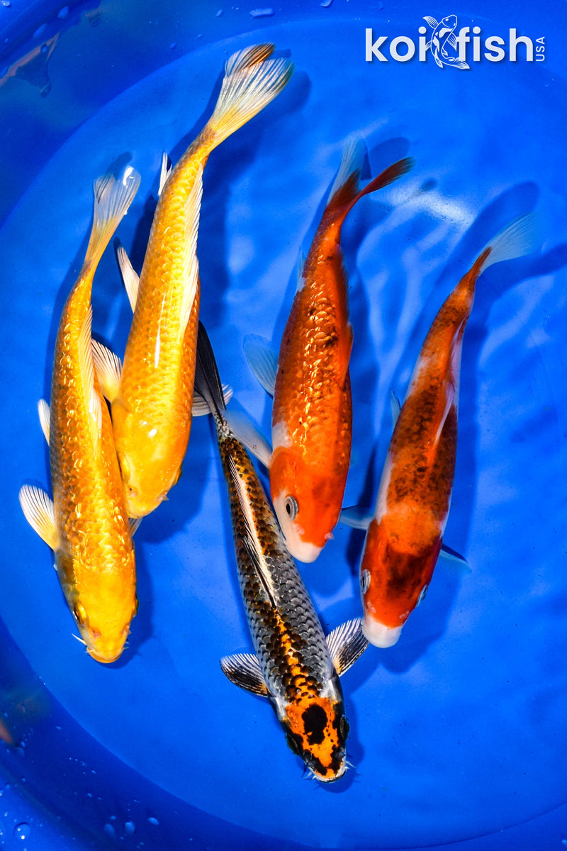 PACK OF (5) 6.5"-7" STANDARD KOI