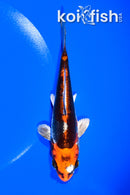 5.25" BENI KIKOKURYU