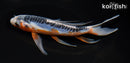 7" SHUSUI BUTTERFLY