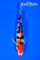 6.75" GINRIN SANKE