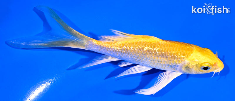 4.75" GINRIN HARIWAKE BUTTERFLY