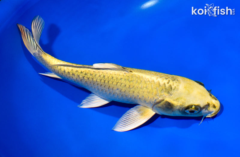 9.25" KI MATSUBA