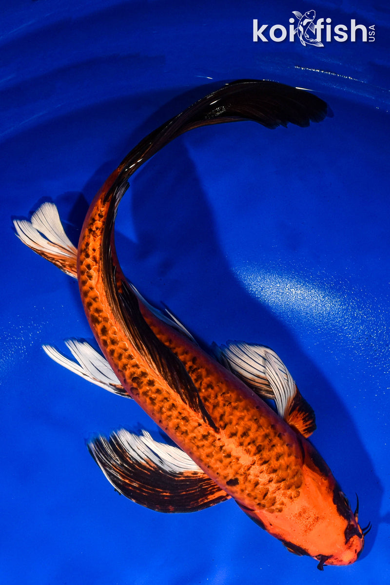 14" ORENJI MATSUBA BUTTERFLY