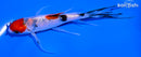 5.5" GINRIN SANKE BUTTERFLY