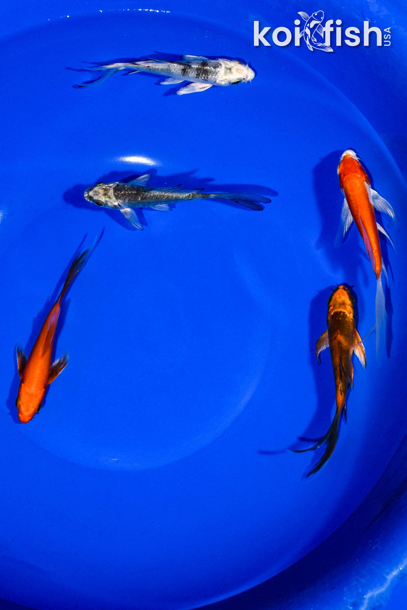 PACK OF (5) 3-4" BUTTERFLY KOI