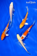 PACK OF (5) 4-4.5" STANDARD KOI