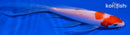 5.25" KOHAKU BUTTERFLY