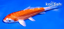 4.5" KIKUSUI