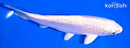 6.75" GINRIN PLATINUM OGON