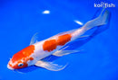 10.5" ARAGOKE KOHAKU BUTTERFLY