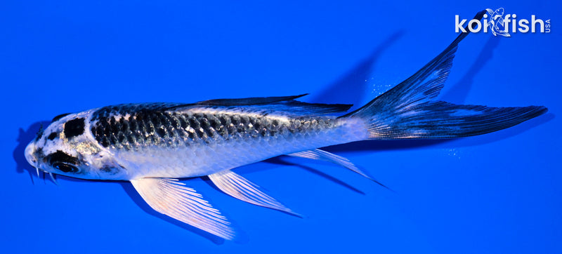 4.75" GIN MATSUBA BUTTERFLY