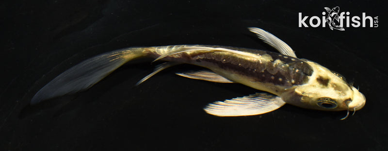 5" ARAGOKE KIN KIKOKURYU BUTTERFLY
