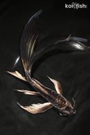 8.5" KIKOKURYU BUTTERFLY