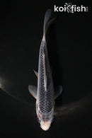4.5" ASAGI
