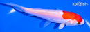 5.5" DOITSU KOHAKU