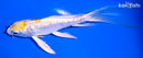 5.25" ARAGOKE LEMON HARIWAKE BUTTERFLY