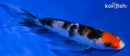 5" SANKE BUTTERFLY