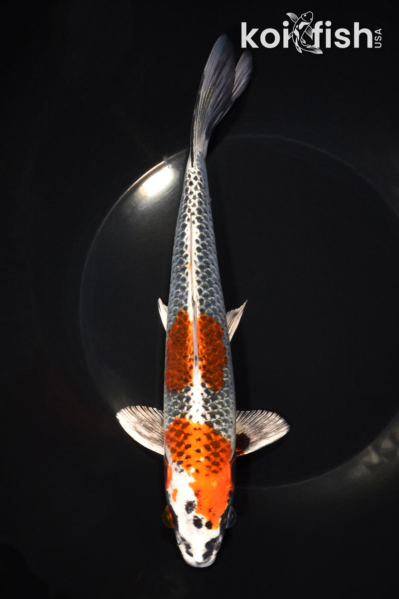 8.5" BENI GINGA
