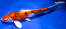8.25" HEISEI NISHIKI