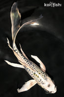 8" DOITSU KUJAKU BUTTERFLY