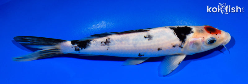 9.5" TANCHO SANKE