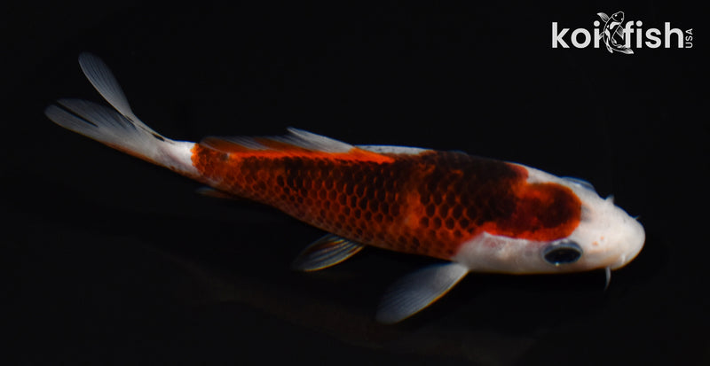 5.25" GOROMO