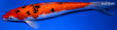 12.25" GINRIN AKA SANKE