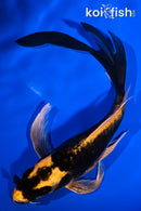 7.25" KIN KIKOKURYU BUTTERFLY