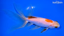 5.75" WATONAI GOLDFISH