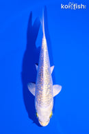 5" GINRIN LEMON HARIWAKE